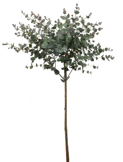 Merkloos Eucalyptus Op Stam - Eucalyptus Gunnii (Cidergomboom) - Totale Hoogte 85cm