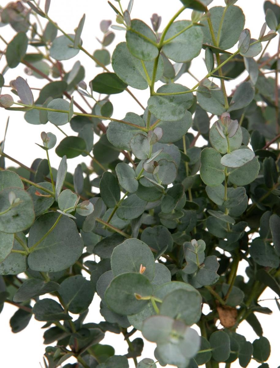 Merkloos Eucalyptus Op Stam - Eucalyptus Gunnii (Cidergomboom) - Totale Hoogte 85cm