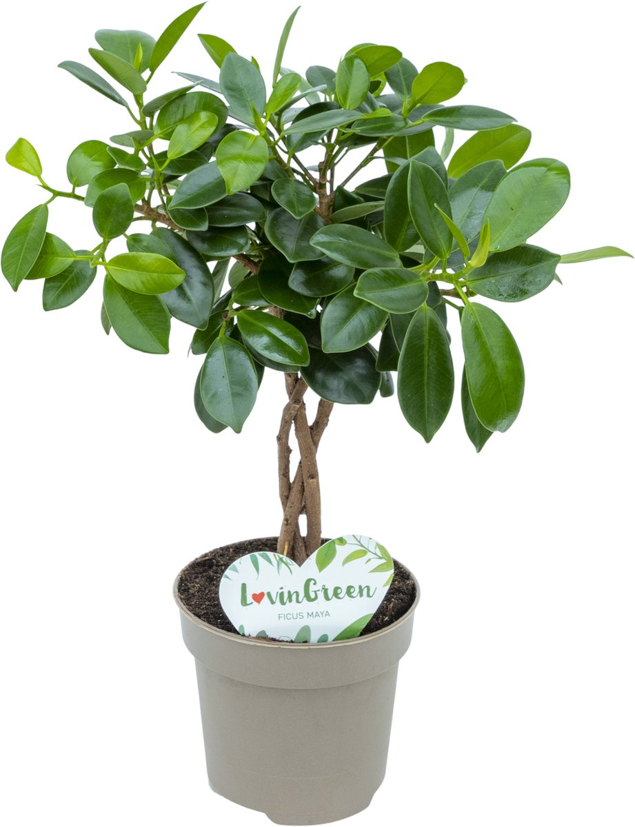  Lovin Green - Ficus Maya - Ficus Microcarpa - Ø 12 Cm - ↕ Hoogte: 25-35cm – Vensterbank - Kleine Kamerplant