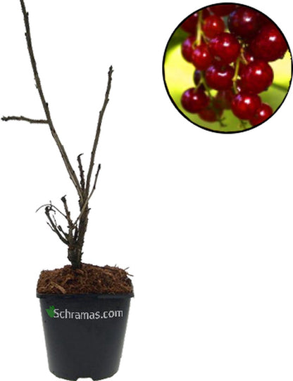  Voedselbos Pakket - 20 Fruitplanten - Op 25m2 Wildplukken! - Permacultuur - Moestuin - Voordeelpakket