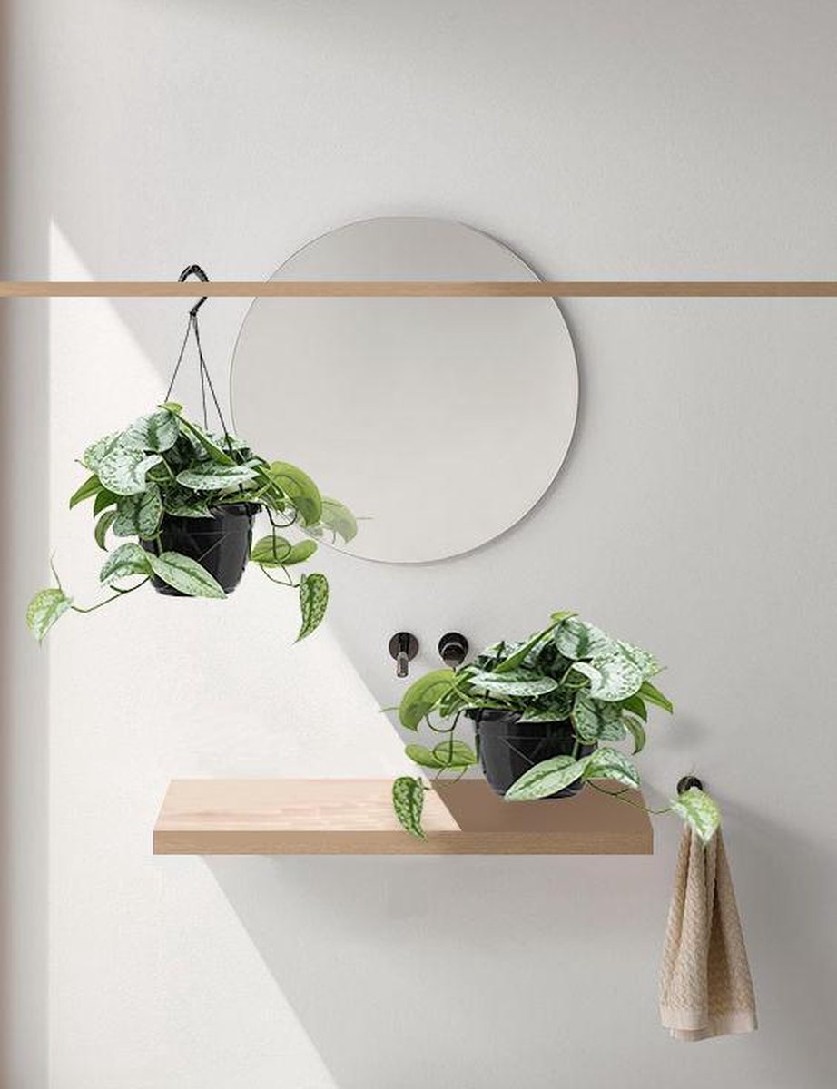 Fleurdirect - Scindapsus - 45 Cm - Ø 15 - 1 Stuks