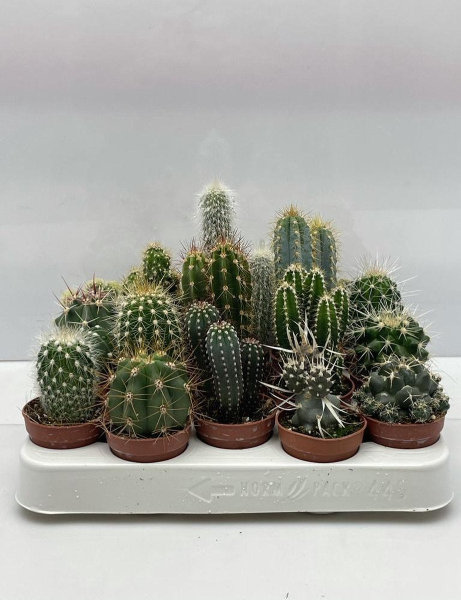  Cactus- Cactus Mix 20 Verschillende Soorten- 5.5cmØ- ± 6-10cm Hoog