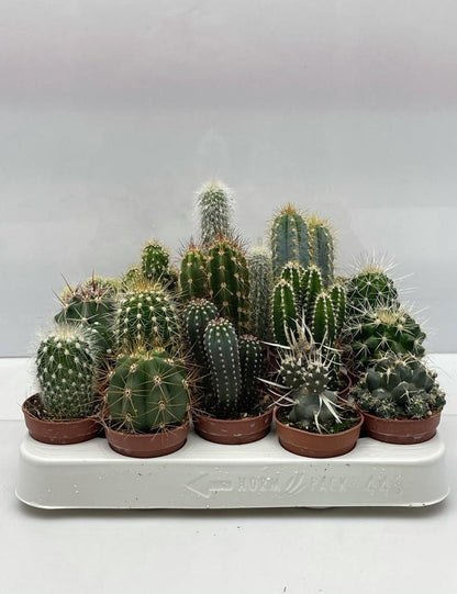  Cactus- Cactus Mix 20 Verschillende Soorten- 5.5cmØ- ± 6-10cm Hoog
