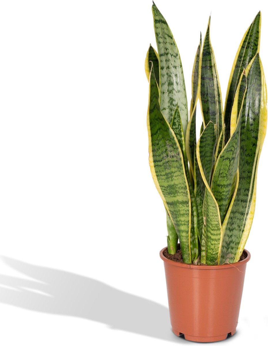  Sansevieria Laurentii - Vrouwentong - 40cm