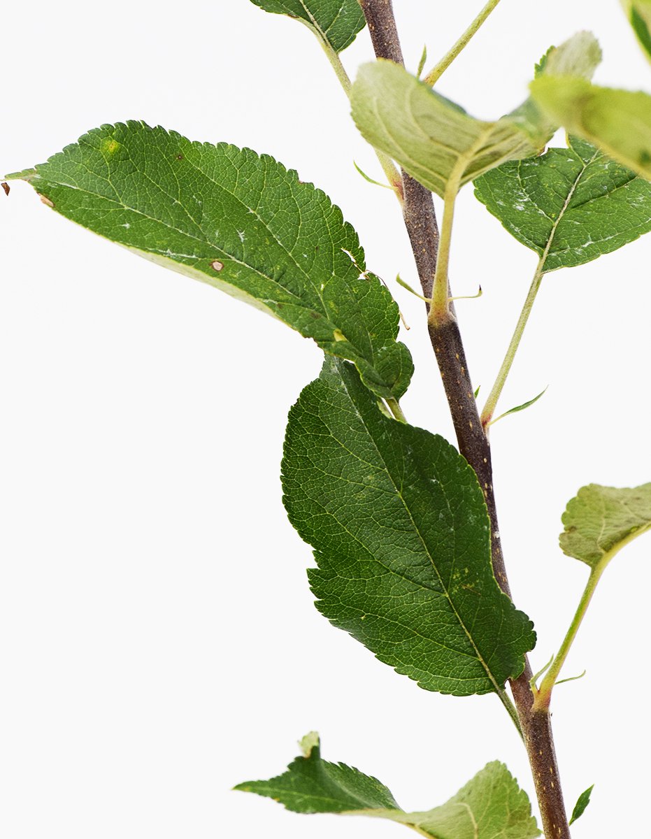  Malus Domestica ‘Trio Appel’ Drie Soorten Aan één Boom - Wortelgoed - Soort A