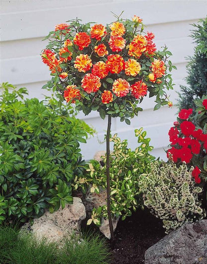  OH2 - Mini Patio Stamrozen - Kleurrijke Grootbloemige Rozen - 55-70 Cm - Meer Kleurig