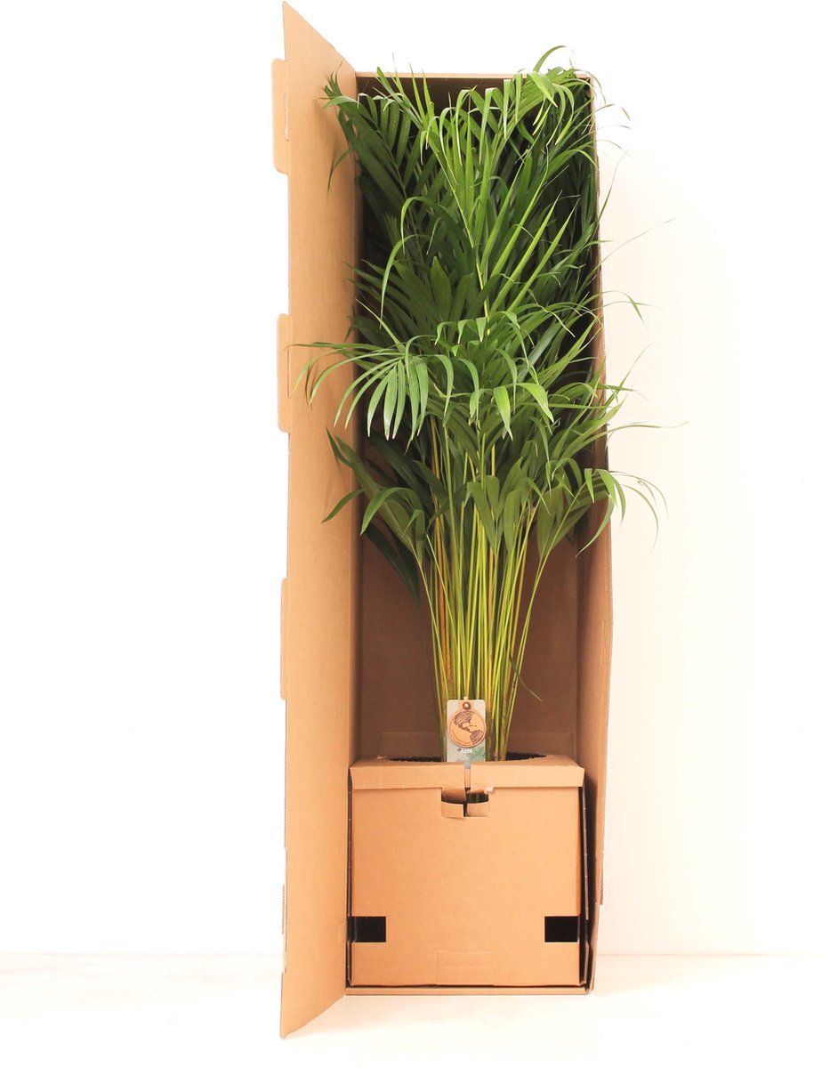  XXL Areca Palm - Goudpalm, Dypsis Lutescens - 130 Cm Hoog, ø24cm - Grote Kamerplant - Tropische Palm - Luchtzuiverend - Vers Van De Kwekerij