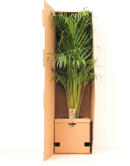  XXL Areca Palm - Goudpalm, Dypsis Lutescens - 130 Cm Hoog, ø24cm - Grote Kamerplant - Tropische Palm - Luchtzuiverend - Vers Van De Kwekerij