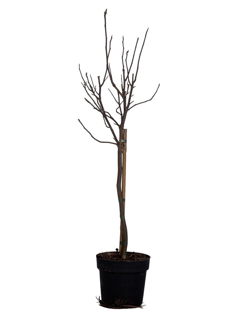 Merkloos Magnolia Susan Op Stam - Totale Hoogte 85 Cm