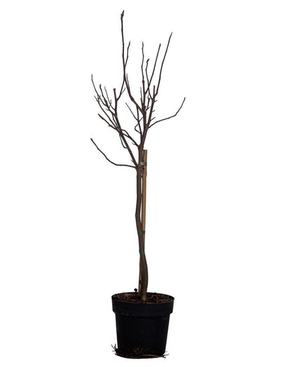 Merkloos Magnolia Susan Op Stam - Totale Hoogte 85 Cm