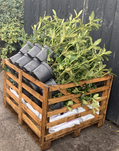  Rhododendron Box - 40 Stuks - Wit - 40/60 Cm Hoog - Incl. 8 Zakken Tuinturf 50L - Rhododendron 'cunningham's White' -