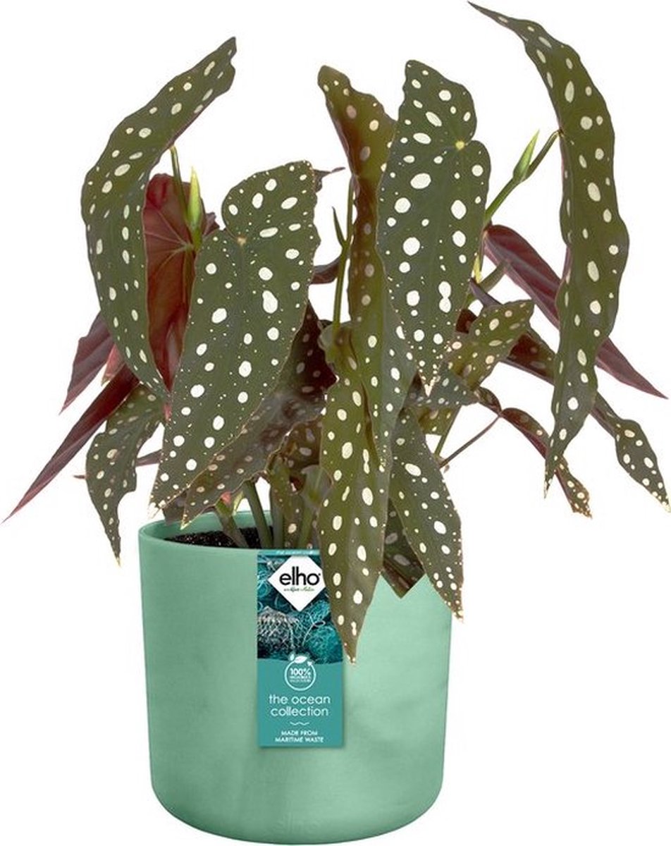  Elho The Ocean Collection Round 22cm - Bloempot Voor Binnen - 100% Gerecycled Materiaal - Gemaakt Met Zeeafval - Ø 22.3 X H 20.4 Cm - Pacifisch Groen
