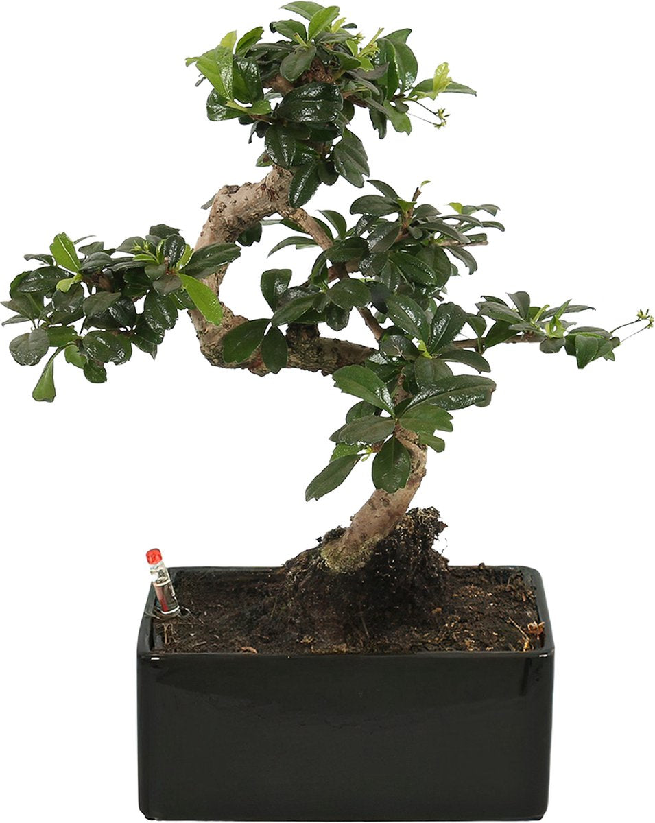  WL Plants - Bonsai Carmona - Bonsai Boompje - Kamerplanten - Unieke Kamerplant - ± 35cm Hoog - 22cm Diameter - In Keramieke Zwarte Pot