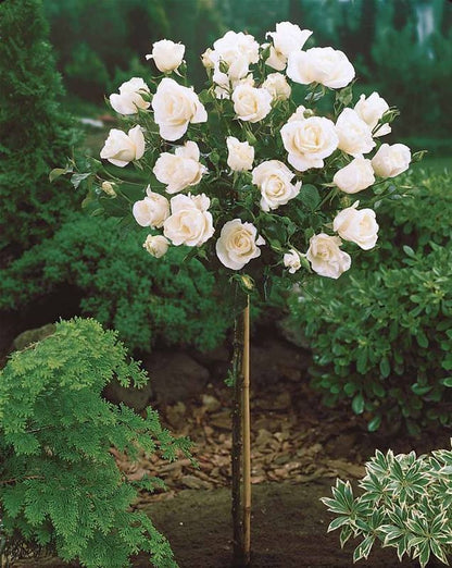  OH2 - Mini Patio Stamrozen - Kleurrijke Grootbloemige Rozen - 55-70 Cm - Meer Kleurig