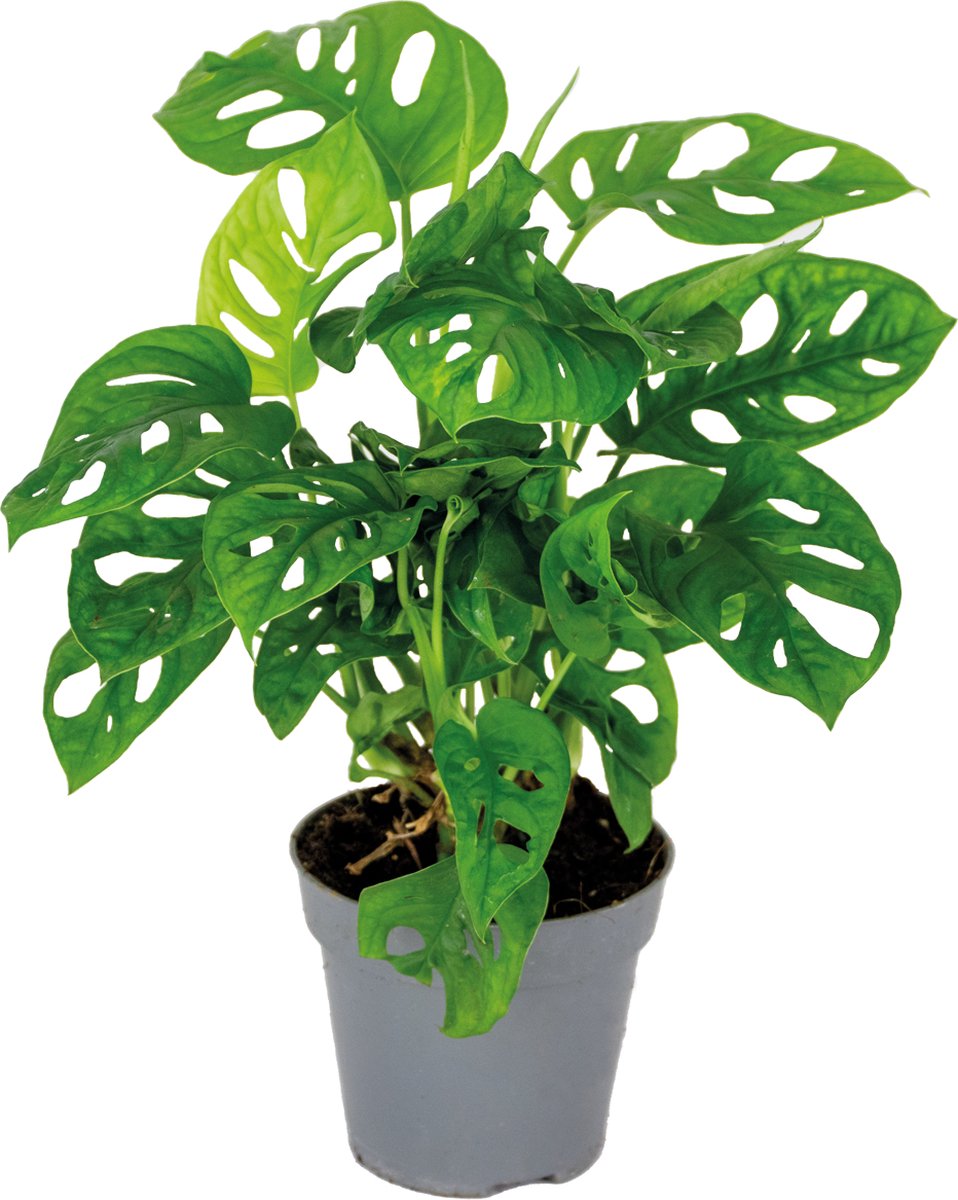  Monstera Adansonii 'Monkey Leaf' - Gatenplant - Kamerplant - Luchtzuiverend - ⌀12 Cm - 20-25 Cm