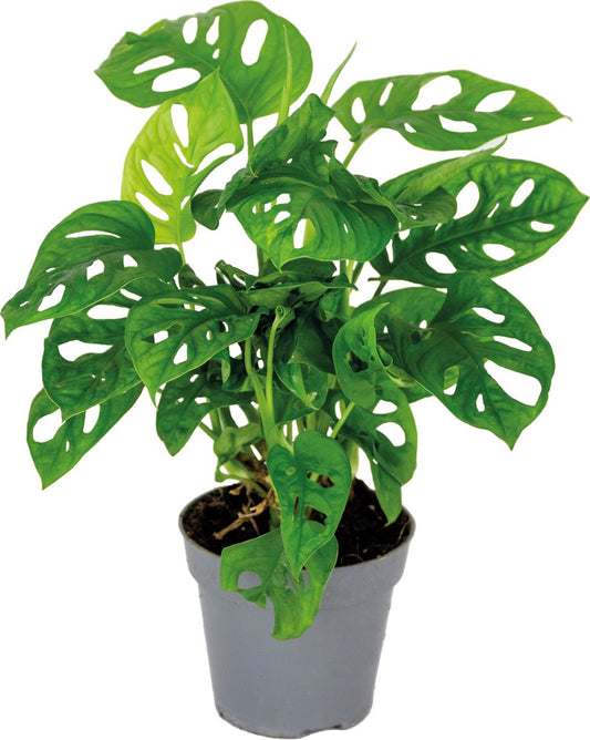  Monstera Adansonii 'Monkey Leaf' - Gatenplant - Kamerplant - Luchtzuiverend - ⌀12 Cm - 20-25 Cm