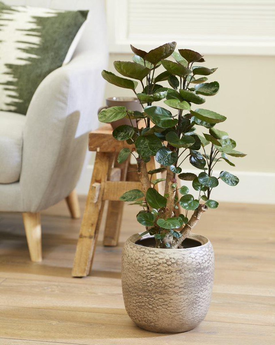  Polyscias 'Fabian Per Stuk | Sterke Tropische Kamerplant In Kwekers Pot ⌀12 Cm - ↕40 Cm