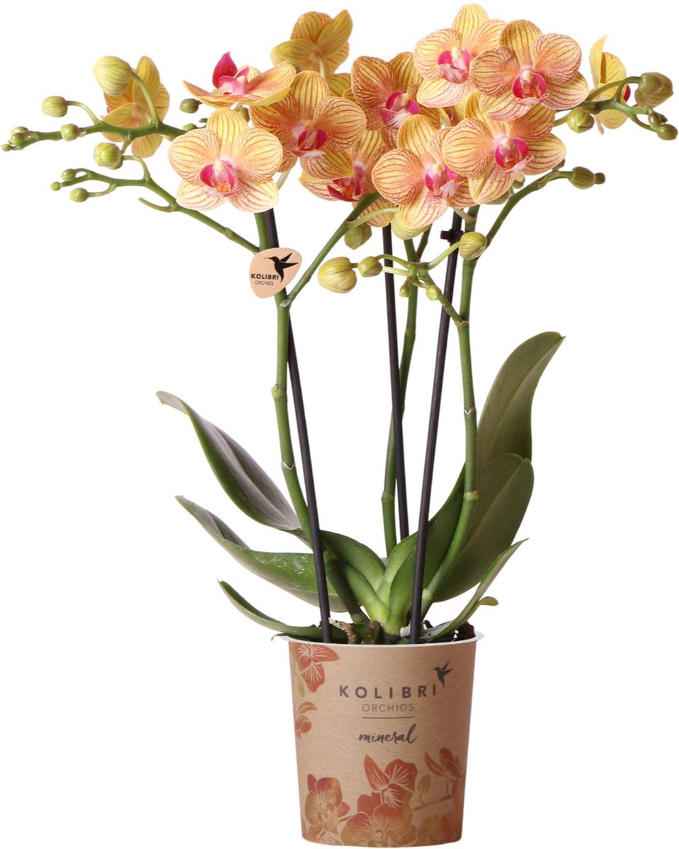  Kolibri Orchids | Oranje Phalaenopsis Orchidee - 35cm Hoog - Potmaat Ø9cm | Bloeiende Kamerplant - Vers Van De Kweker