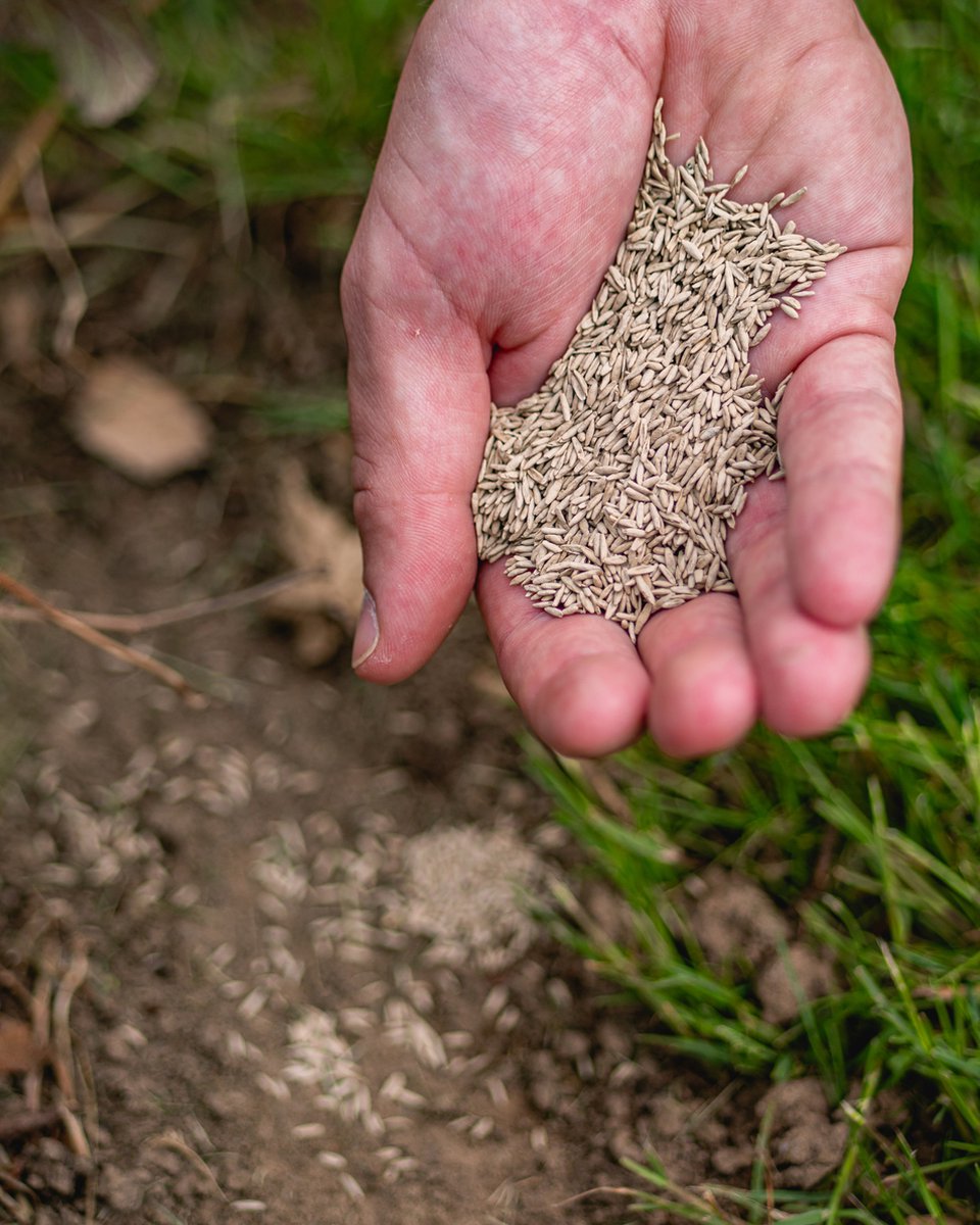  ECOstyle Graszaad Herstel Snelkiemend Gazon Gras – Herstelt Kale Plekken – Vogelwerende Coating – Geschikt Voor Zon- En Schaduw Gazons - Snelle Kieming – 10 – 15M² – 250 GR