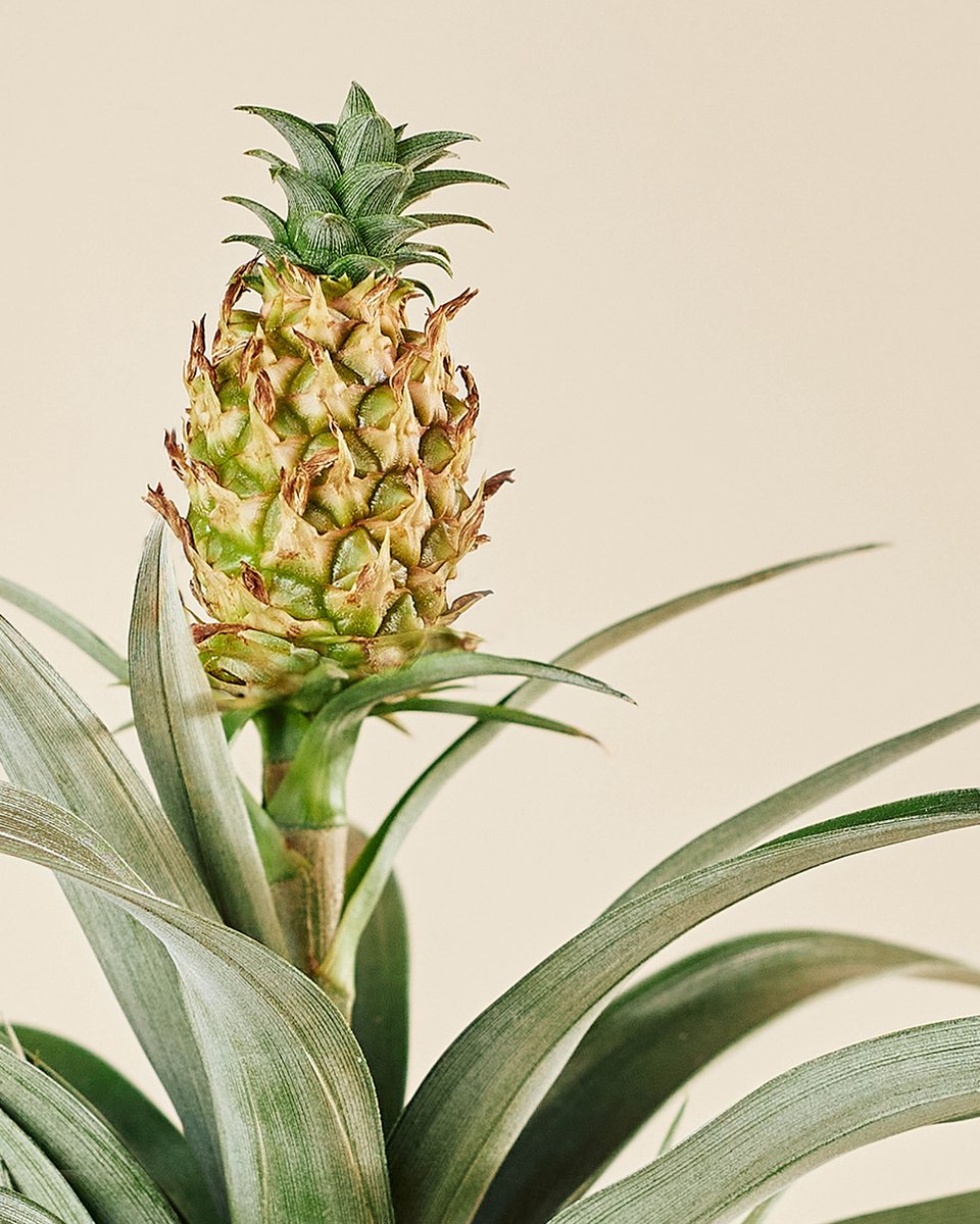  ZynesFlora - Ananasplant In Houten Sierpot - Ø 12 Cm - Hoogte: 30 - 40cm - Luchtzuiverend - Kamerplant - Kamerplant In Pot