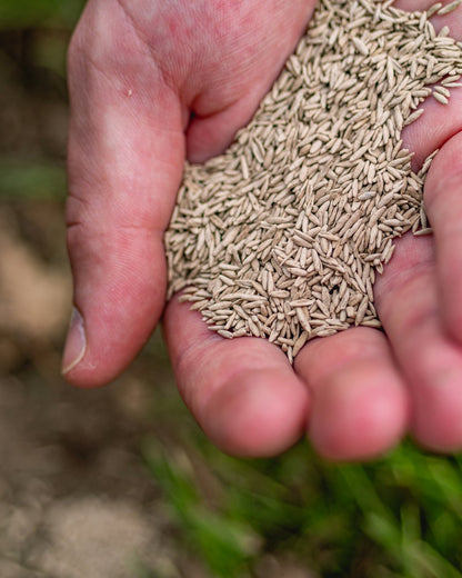  ECOstyle Graszaad Herstel Snelkiemend Gazon Gras – Herstelt Kale Plekken – Vogelwerende Coating – Geschikt Voor Zon- En Schaduw Gazons - Snelle Kieming – 10 – 15M² – 250 GR