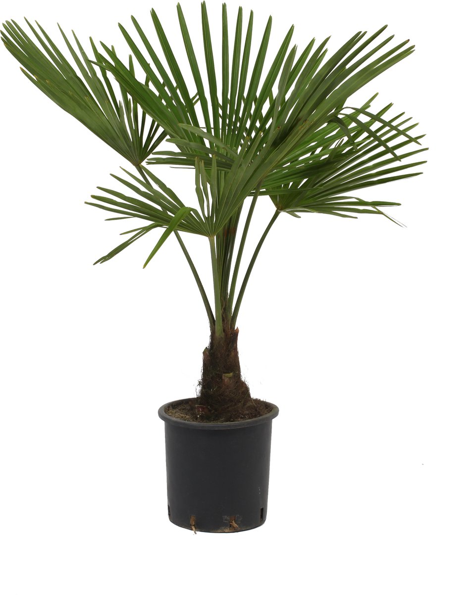  Winterharde Palmboom - Trachycarpus Fortunei 100cm