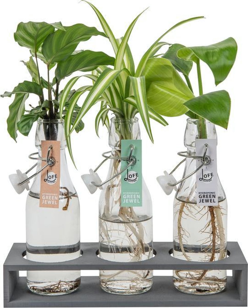  LOFE-Green Jewel-triple-Hydroponie, 3 Plantjes Samen Op Water