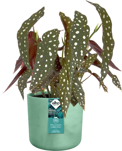  Elho The Ocean Collection Round 22cm - Bloempot Voor Binnen - 100% Gerecycled Materiaal - Gemaakt Met Zeeafval - Ø 22.3 X H 20.4 Cm - Pacifisch Groen