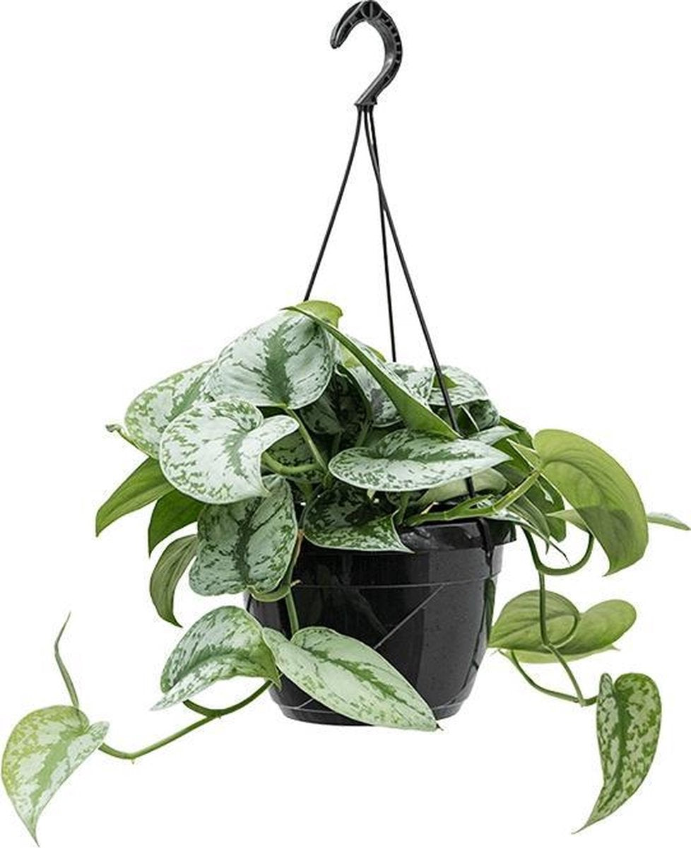  Fleurdirect - Scindapsus - 45 Cm - Ø 15 - 1 Stuks