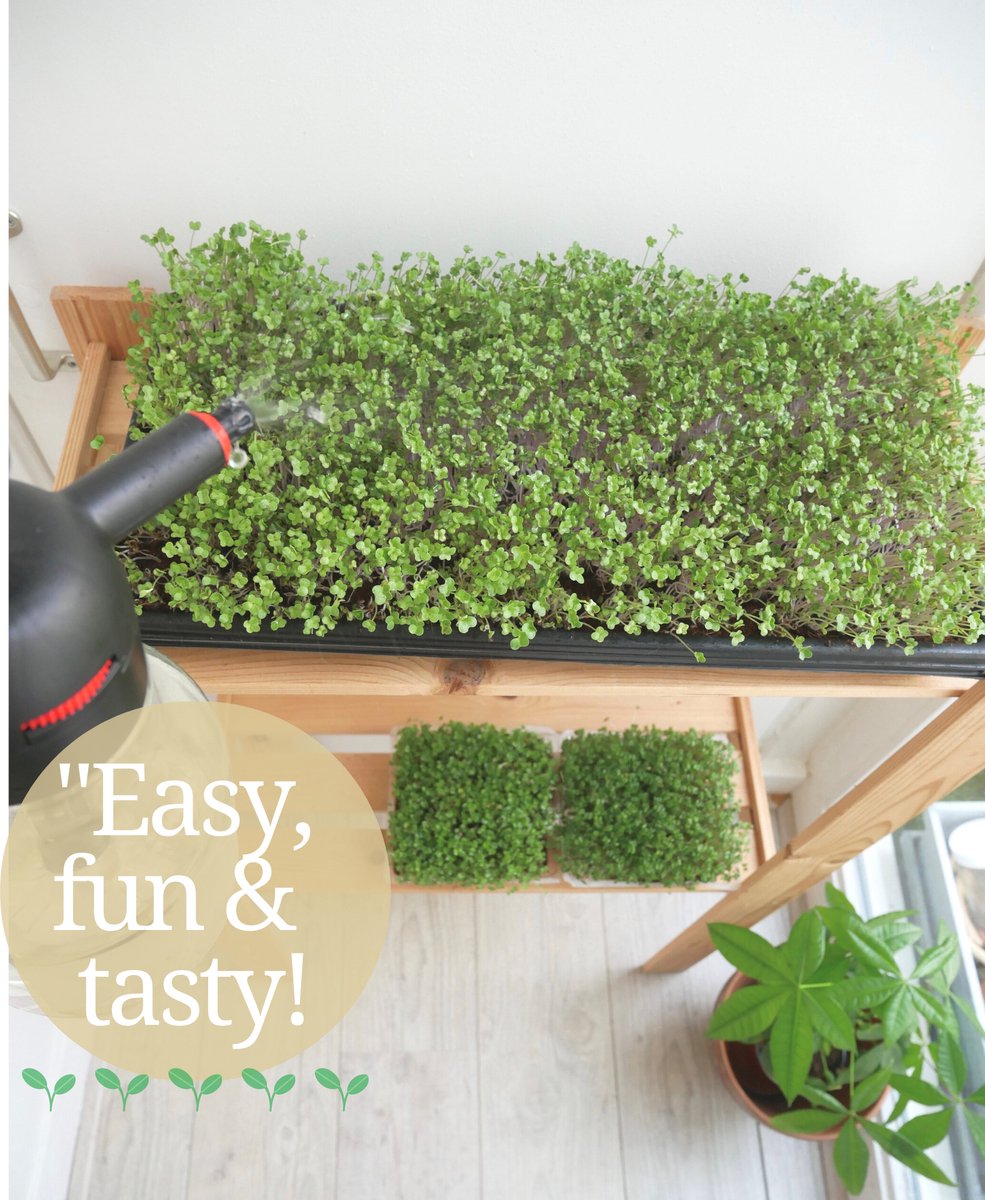  Variatie-set Kiemzaden 5x 100g | Broccoli, Erwten Scheuten, Zonnebloem, Radijs &amp; Mosterd - 500g | Biologische Microgreen, Microgroenten Zaden | Plastic Vrij Verpakt | Moestuin Kweekset Binnen