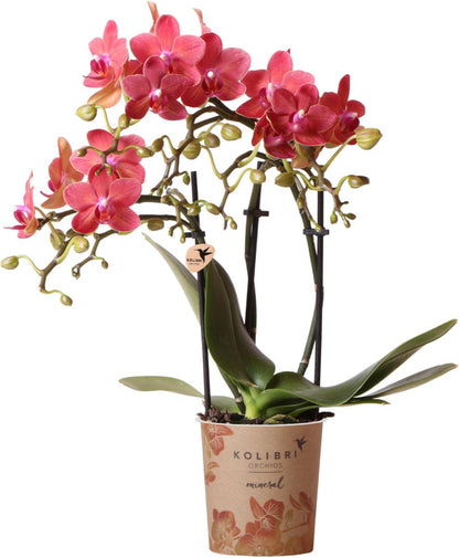  Kolibri Orchids | Rode Phalaenopsis Orchidee - Congo - Potmaat Ø9cm | Bloeiende Kamerplant - Vers Van De Kweker