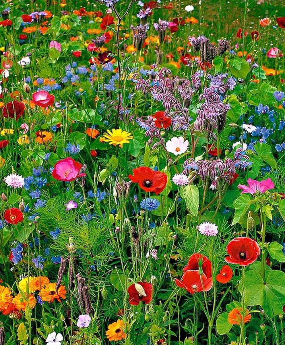  Buzzy Gemengde Wilde Bloemen Zaden Voor Zeker 125m2