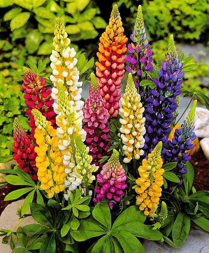  Garden Select - Lupine / Lupinus Mix - 10 Planten - Vaste Plant - Gemengde Kleuren - Winterhard