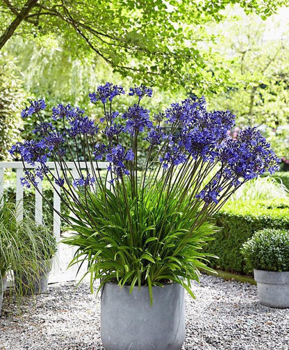  Garden Select - Agapanthus Blauw Giant - 2 Stuks - Potplant - Vaste Plant - Exotische Plant (Afrikaanse Lelie) - Voor Potten En Tuin - Max. Hoogte 1.20 M
