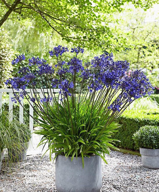  Garden Select - Agapanthus Blauw Giant - 2 Stuks - Potplant - Vaste Plant - Exotische Plant (Afrikaanse Lelie) - Voor Potten En Tuin - Max. Hoogte 1.20 M