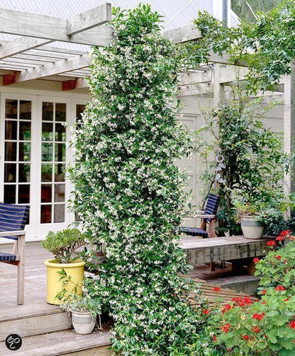  Witte Toscaanse Jasmijn (Sterjasmijn) - Klimplant | Wit - Groenblijvend / Wintergroen En Winterhard - ClematisOnline | 1,5 Liter Pot - Deze Jasmijn Plant Kan Gecombineerd Worden Met Andere Klimplanten Zoals Clematis Of Rozen In Bijv. Een Klimrek