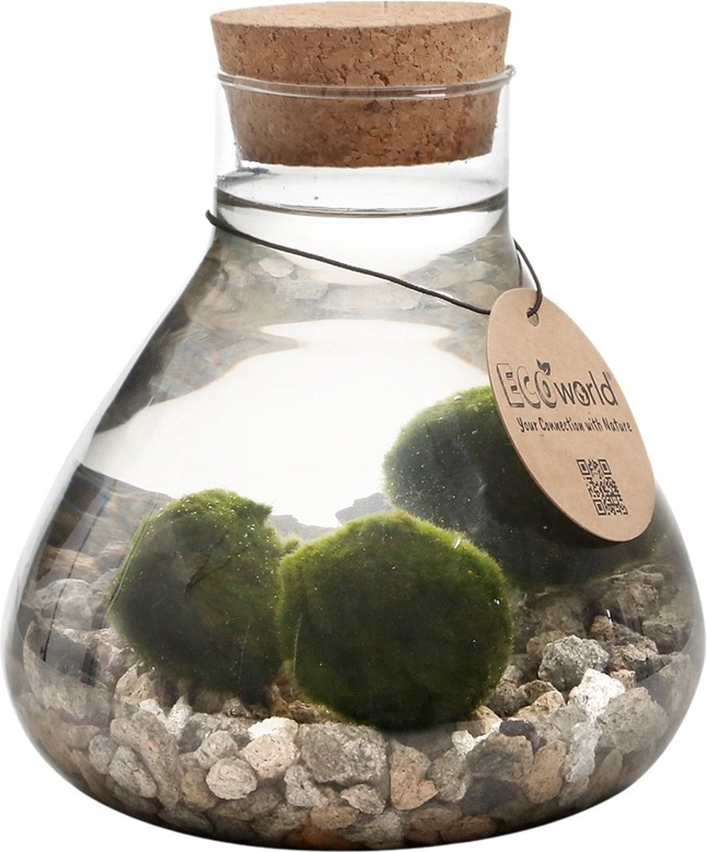  Mosbal Aquarium - Ecoworld Marimo Mini Piramide Met Mosballen - Inclusief Kurk - Mosbol - 3 Stuks - Ecosysteem In Fles - Piramide Glas Ø 16,5 - H 20 Cm