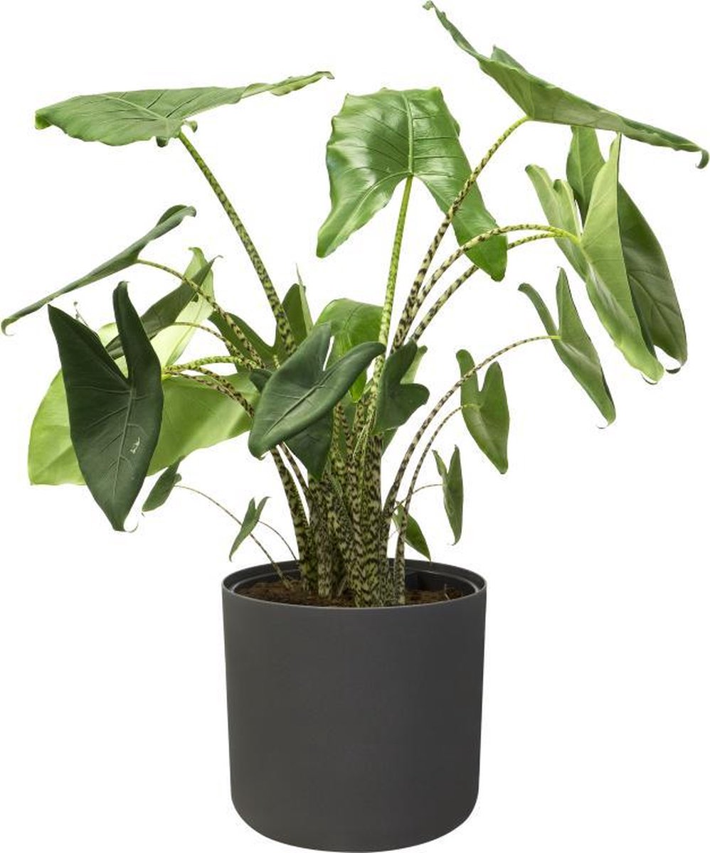 Elho B.for Soft Rond 35 - Bloempot Voor Binnen - Ø 34.5 X H 32.3 Cm - Antraciet