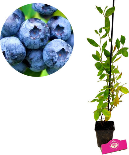  Set Van 3 Blauwe Bessen - Vaccinium Corymbosum – Hoogte 30cm – 9cm Pot – Mix A